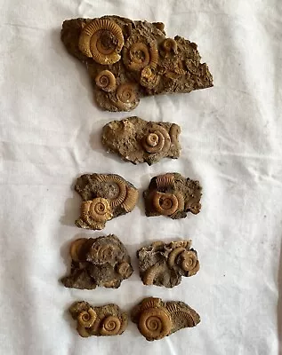 8 PCs Ammonites Dactylioceras  Lower Jurassic Period Far Ancient Snail Fossil • $450