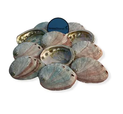 Red Abalone Sea Shell One Side Polished Beach Craft 2-3  (12 Pcs) JC#-020 • $14.75
