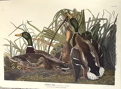 J J Audubon Mallard Duck Graphic Art Limited Edition Print#45 Plate CCXXI Havell • $95