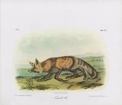 1989 Audubon Vintage  JACKALL Fox  Jackal Wild & Awesome Mammal Color Lithograph • $2.80