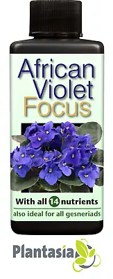 African Violet Focus Plant Food 300ml • £7.95