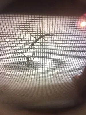 £9 • Buy Diapherodes Gigantea Stick Insect Nymphs X 8