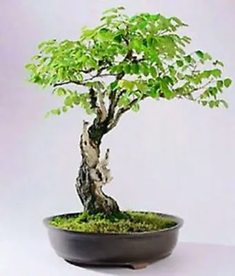 10 X False Acacia Tree Seeds. Tree Seeds That Can Be Used For Bonsai.. • £2.96