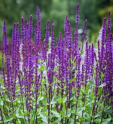 3x Salvia Nemorosa Caradonna Plug Plants Perennial Blue/purple Flowers • £9.99