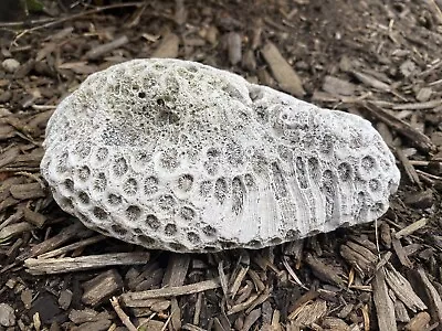 White Brain Coral Specimen 5-6 Inches Decor • $14.99