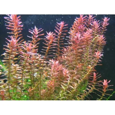 BUY 2 GET 1 FREE | Rotala Rotundifolia RED | Live Aquatic Aquarium Plant Plants • $8.79