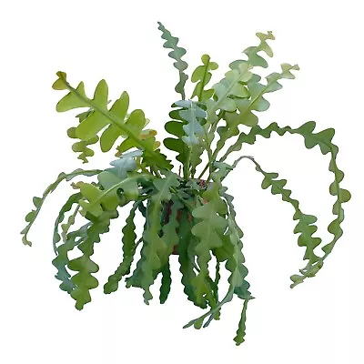 £6.95 • Buy Fishbone Cactus (Epiphyllum Anguliger) Trailing Succulent House Plant 11cm Pot