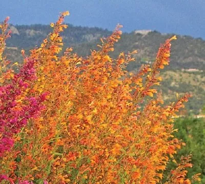 Agastache Aurantiaca - Hummingbird Mint Seed • $3.75