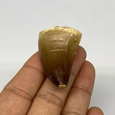 23.6g 1.7 X1.1 X0.9  Fossil Mosasaur Tooth Reptiles Cretaceous @Morocco B2372 • $10.50