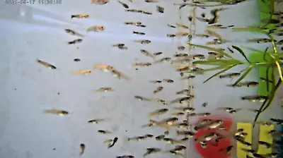 (100 Fancy Guppy Fry) 100 Tankful Guppy Farm Beautiful Baby Guppies U.S.A Bred • $39.95