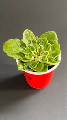 African Violet Vi-Lac Rose. Miniature. Small Starter Plant • $15