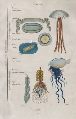 Acal�phes (Jellyfish). 2 Orders. Classification. Portuguese Man O'War 1833 • $14.94
