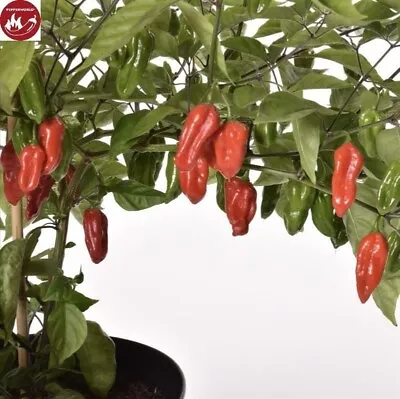 5x Naga Morich Sharp Chilli Garden Plants - Seeds PW6 • £4.80