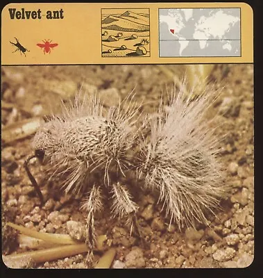 Velvet Ant  Safari Cards Rencontre Insects • $4.95