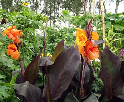 Canna Lily Wyoming Potted 5 Litre Pots • £25