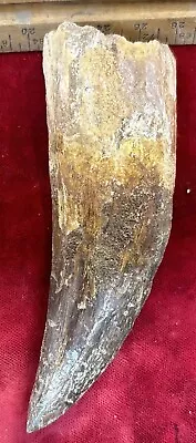 Rare Carcharodontosaurus Dinosaur Tooth T Rex Cousin 95 Mil Yrs Fossil 3 3/4” • $114.99