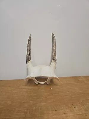 Whitetail Spike Deer Rack Antlers Horns Sheds TAXIDERMY ELK MULE DEER • $9.99
