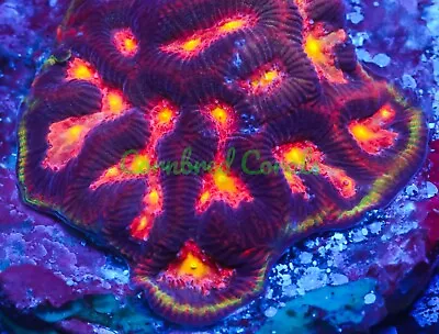 Cornbred's Inferno Maze Brain Favia - Frag - LIVE CORAL • $199.99