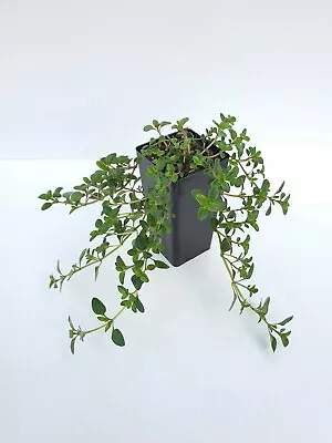 Thyme Tabor Plant • $3.49