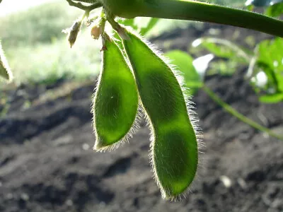 20 Buttery Edamame TOHYA SOYBEAN Pale Green Glycine Max Soy Bean Vegetable Seeds • $3