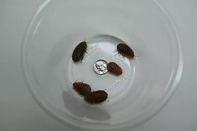 Reptile Feeder Bugs: Large Discoid Roaches W/ Free Shipping • $9.99