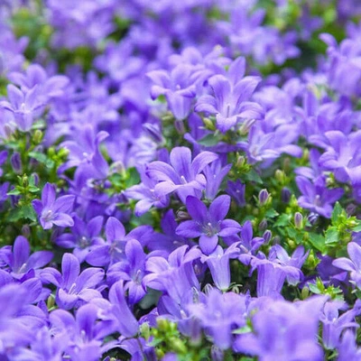 £8.99 • Buy Campanula Poscharskyana, Lavender-flowered Trailing Bellflower In 2 Litre Pot