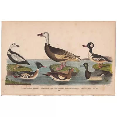 Wilson American Ornithology Antique Bird Print Litho 69 Merganser Pied Duck • $26