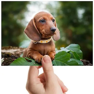 Dachshund Sausage Dog Hound Small Photograph 6  X 4  Art Print Photo Gift #16292 • $4.96