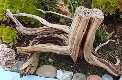 Large Driftwood  Manzanita Terrarium Aquascape Crafts Art Wood Stump 31 X17 ×16  • $269