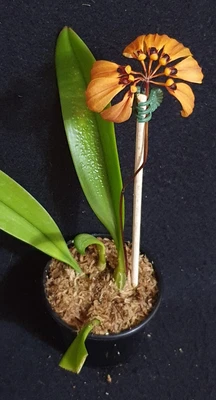 $50 • Buy Bulbophyllum Mastersianum – (rare Bulbophyllum Species)