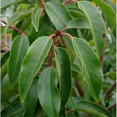 Prunus Lusitanica | Portuguese Laurel | Ornamental Garden Tree | 5-6ft • £79.99
