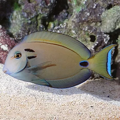 Vampire Tang Acanthurus Tennenti • £99.99