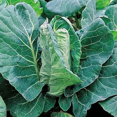 Cabbage Greyhound Fresh Vegetable Seeds  • £1.89