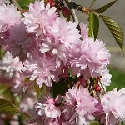 Shidare Sakura Cheals Weeping Japanese Flowering Cherry Tree 4-5ft 7.5 Litre Pot • £69.99