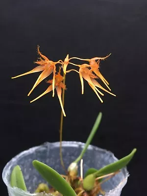 Bulbophyllum Taiwanense Orchid Rare Miniature Species Blooming Size #8 • $48