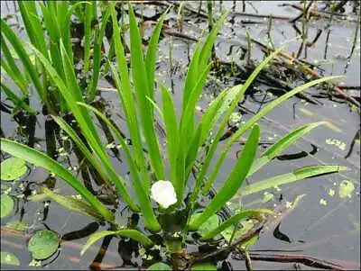 Water Soldiers - 1 - 25 / Oxygenating Pond Water Plants -  Floating Pond Plan... • £97.50