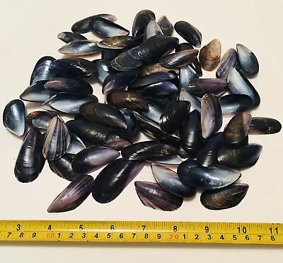 Mussel Shells Natural Craft Boho Deco Seashells Blue 20 Pk • £3.47