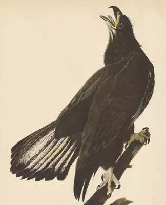 1942 Audubon Art Print 126 Bald Eagle. Vintage Bird Illustration. • $9.49