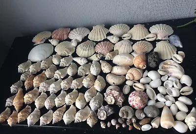 120pc Bundle Of Shells Mixed Various Natural Seashells Deco Display Beach Shells • £15