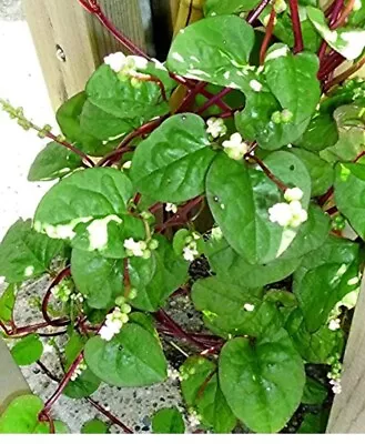 Organic Malabar Spinach Seeds Lot Of 20+ On Dry Stem Big Clusters Of Multiple • £8.02