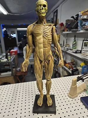 Andrew Cawrse Male Anatomy Sculpture • $450