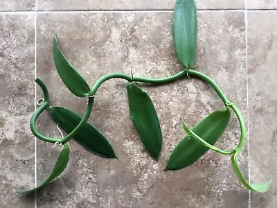 Vanilla Planifolia Orchid Plant Cutting From Puerto Rico • $29.50