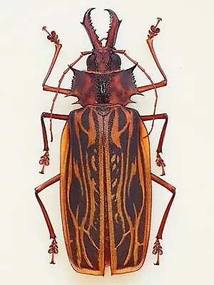 Macrodontia Cervicornis Female Huge!!! Xxl 106mm+ Very Nice!!! Cerambycidae Peru • $9.99