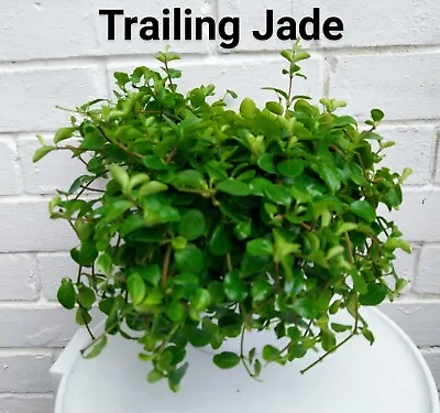 £3.30 • Buy Peperomia Rotundifolia - Trailing Jade (Radiator Plant) Frest Stem Cutting X's 2