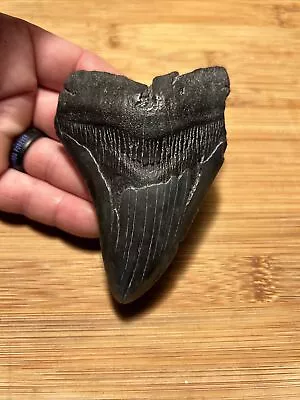 Shiny 4.17” Megalodon Tooth No Restoration 100% Natural • $5.01