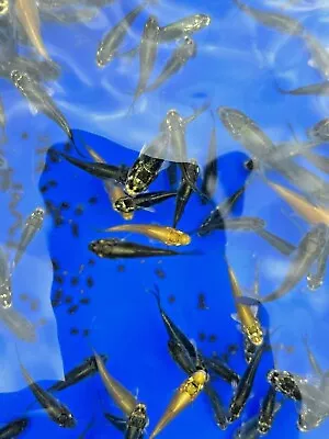 £34.99 • Buy 1.5   English Ghost Koi / Carp - Assorted - Live Cold Water Fish / Pond Fish