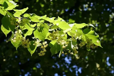  Linden Tree (Tilia Platyphyllos)   Lime Tree Finest 5-Seeds. UK Seller. • £1.65