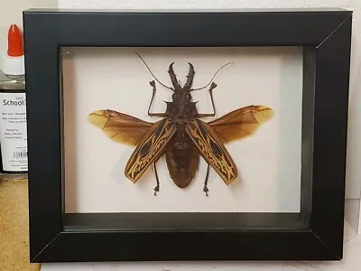 Coleoptera/Cerambycidae/Macrodontia Cervicornis 102mm Beetle Specimen 100 • $119