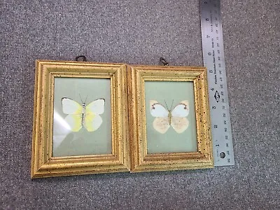 Pair Of REAL MOUNTED Butterflies IN GLASS FRAME WOOD Dated 1963 Denver • $40.84