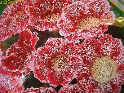 Russian Gloxinia Seeds Speckle Red Flowers F1 Hybrids • £2.99